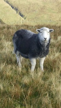 Beatrix Potter Herdwick Sheep